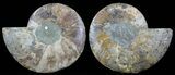 Cut & Polished Ammonite Fossil - Crystal Pockets #51240-1